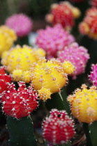 Cactus, Close up shot of multi coloured cactii.