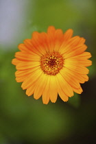 Marigold, Calendula officinalis, Close up of orange coloiured flower growing outdoor.