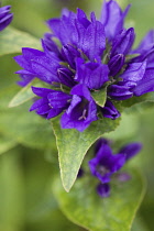 Bellflower, Campanula lingulata, Close up of purple coloured flower growing outdoor.