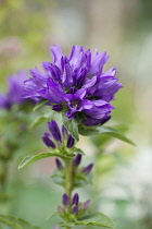 Bellflower, Campanula lingulata, Close up of purple coloured flower growing outdoor.