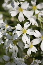 Snow in Summer, Cerastium tomentosum, Mass of white flowers growing outdoor.