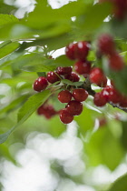Cherry, Prunus cultivar, Red fruit growing on the tree outdoor.