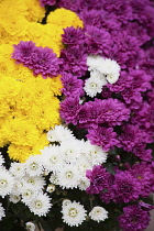 Chrysanthemum, Mass of multi coloured flowers growing outdoor.