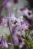 Aqualegia, Columbine, Pink coloured flowers growing outdoor.