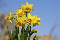 Daffodil, Narcissus, Yelllow flowers growing outdoor against a blue sky.