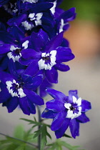Delphinium, Blue coloured flowers growing outdoor.