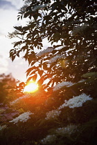 Elder, Sambucus nigra, White flowers growing outdoor seen with sunlight behind.