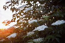 Elder, Sambucus nigra, White flowers growing outdoor seen with sunlight behind.