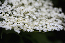 Elder, Sambucus nigra, Close up of white coloured flowers growing outdoor.