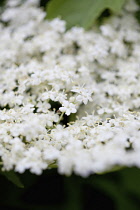 Elder, Sambucus nigra, Close up of white coloured flowers growing outdoor.