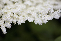 Elder, Sambucus nigra, Close up of white coloured flowers growing outdoor.