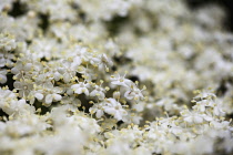 Elder, Sambucus nigra, Close up of white coloured flowers growing outdoor.