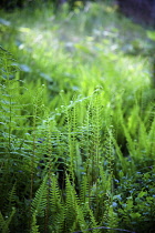 Fern, Mass of green coloured  foliage growing wild outdoor.