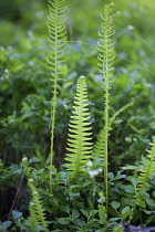 Fern, Mass of green coloured  foliage growing wild outdoor.