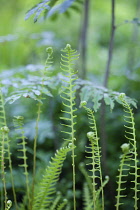 Fern, Mass of green coloured  foliage growing wild outdoor.