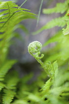 Fern, Mass of green coloured  foliage growing wild outdoor with frond unfurling.