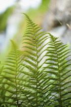 Fern, Mass of green coloured  foliage growing wild outdoor.