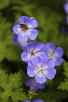 Meadow cranesbill, Geranium pratense, Mauve coloured flowers growing outdoor.