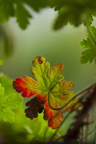 Geranium, Cranesbill, Green foliage with red fringe growing outdoor.