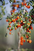 Wolf berry, Goji berry, Lycium barbarum, Mass of red berries growing outdoor on the bush.