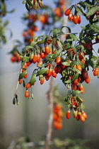 Wolf berry, Goji berry, Lycium barbarum, Mass of red berries growing outdoor on the bush.