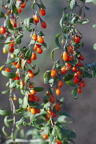 Wolf berry, Goji berry, Lycium barbarum, Mass of red berries growing outdoor on the bush.