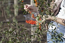 Wolf berry, Goji berry, Lycium barbarum, Mass of red berries growing outdoor on the bush.