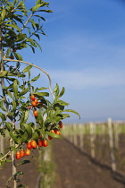 Wolf berry, Goji berry, Lycium barbarum, Mass of red berries growing outdoor on the bush.