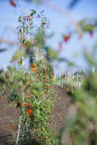 Wolf berry, Goji berry, Lycium barbarum, Mass of red berries growing outdoor on the bush.