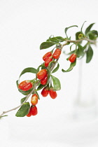 Wolf berry, Goji berry, Lycium barbarum,  Studio shot of red berries.