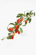 Wolf berry, Goji berry, Lycium barbarum,  Studio shot of red berries.