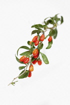 Wolf berry, Goji berry, Lycium barbarum,  Studio shot of red berries.