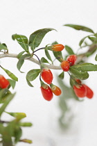 Wolf berry, Goji berry, Lycium barbarum,  Studio shot of red berries.