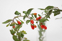 Wolf berry, Goji berry, Lycium barbarum,  Studio shot of red berries.