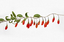 Wolf berry, Goji berry, Lycium barbarum,  Studio shot of red berries.