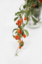 Wolf berry, Goji berry, Lycium barbarum,  Studio shot of red berries.