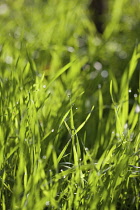 Grasses, Close up of greeen grass growing outdoor.