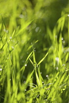 Grasses, Close up of greeen grass growing outdoor.