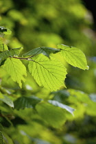 Hazelnut, Cob nut, Corylus avellana, Detail of leaves growing outdoor on the tree.