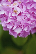 Hydrangea, Hortensia, Close up of pink coloured flower growing outdoor.