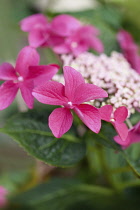 Hydrangea, Hortensia, Close up of pink coloured flower growing outdoor.