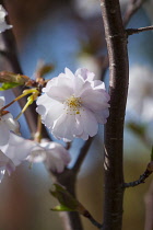 Cherry, Prunus serrualta, Close up of pink flower blossoms growing on Japanese Cherry Tree outdoor.