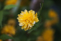 Kerria, Kerria japaonica 'Pleniflora', Yellow coloured flower growing outdoor.