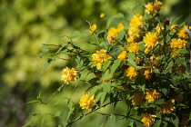 Kerria, Kerria japaonica 'Pleniflora', Yellow coloured flower growing outdoor.