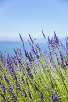 Lavender, Lavandula, Side view of mauve coloured flowers growing outdoor.