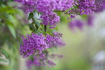 Lilac, Syringa vulgaris, Mauve coloured flowers growing outdoor.