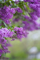 Lilac, Syringa vulgaris, Mauve coloured flowers growing outdoor.