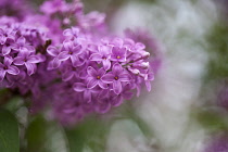 Lilac, Syringa vulgaris, Mauve coloured flowers growing outdoor.