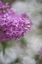 Lilac, Syringa vulgaris, Mauve coloured flowers growing outdoor.