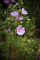 Mallow, Mauve Sylvestre, Malva sylvestris, Pale pink coloured flowers growing outdoor.